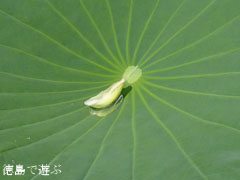 Ï¡º¬ ¤ì¤ó¤³¤ó ¥ì¥ó¥³¥ó¤ÎÍÕ