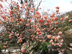 ���縩���������Į �����ر� �ֲֻ��� �����Хʥߥĥޥ� 2014