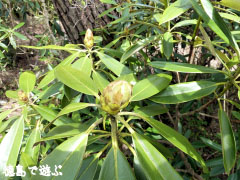 岳人の森 シャクナゲ