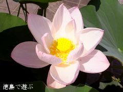 徳島県立埋蔵文化財総合センター 古代蓮 オオガハス 2013