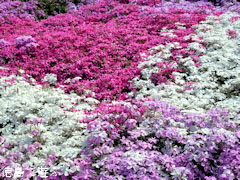 広棚の芝桜 2011