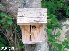 岳人の森 ヤマガラ