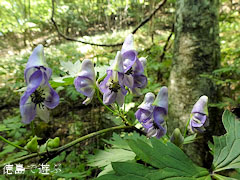 土須峠 トリカブト 2011