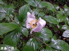 ³Ù¿Í¤Î¿¹ ¥Ù¥Ë¥Ð¥Ê¥ä¥Þ¥·¥ã¥¯¥ä¥¯ 2011