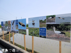 徳島県鳴門市大麻町 鳴門のコウノトリ 田んぼキャラリー 2015