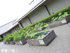 板野郡板野町 徳島県立埋蔵文化財総合センター 大賀ハス 2016