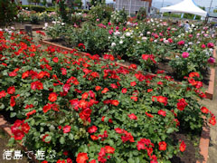 藍住 春のバラ祭り 2012