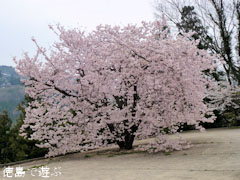 重楽寺 桜 満開 2012