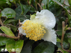 ���縩̾��������Į ��Ȫ ��β� 2014