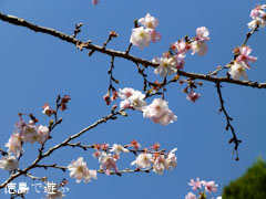 上勝町 十月桜 2012年11月
