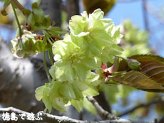 ギョイコウ桜 御衣黄桜 2010