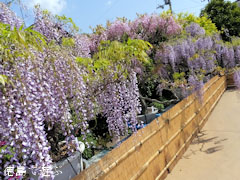 地福寺 藤の花 盆栽 2013
