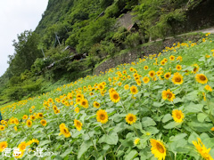 �֡���Τ�褳�� ������ 2013
