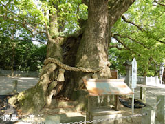 大麻比古神社 楠 2011