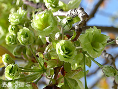 徳島県鳴門市 鳴門・大塚スポーツパーク ギョイコウ桜 御衣黄桜 2015