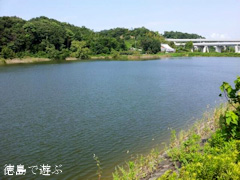 徳島県鳴門市 中池のオニバス 2014