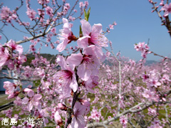 徳島県鳴門市大麻町 桃の花 2015