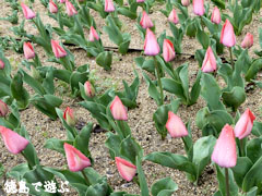 デ・レイケ公園