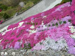 高開の石積み 芝桜 2011