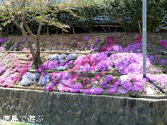 市場公園 芝桜 2011