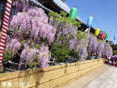 地福寺 藤の花 2012