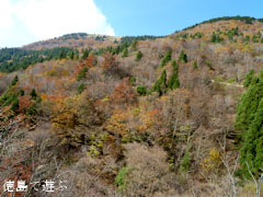 三好市東祖谷 紅葉 2010