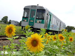 ���縩���������Į��ë ������ ������ 2014