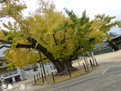 長谷寺 オハツキイチョウ 2012