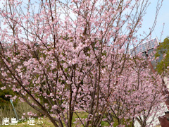 徳島県鳴門市大麻町 道の駅 第九の里 周辺 蜂須賀桜 2016
