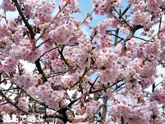 両国橋東公園 寒桜 カンザクラ