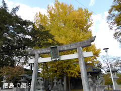 天神のイチョウ 2013