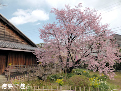 原田家住宅 蜂須賀桜 2014