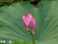 上勝町 蓮の花 2011