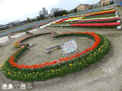 徳島県板野郡北島町 北島チューリップフェア 2014