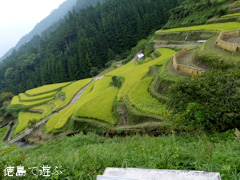 樫原の棚田 2013年9月
