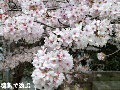 ��ߤ褷ĮΩ���̱¯������ ��