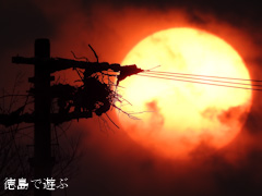 2015年 最後の夕方 コウノトリ 鸛 電柱の上 巣 夕日