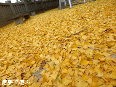 ���縩�������Į ���ݿ��ҤΥ����祦 2014