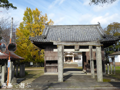徳島県名西郡石井町 矢神のイチョウ 2016