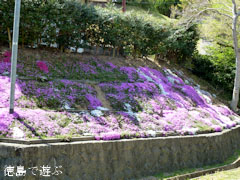 市場公園 芝桜 2011