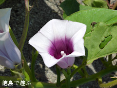 鳴門金時 さつまいも 花 2014