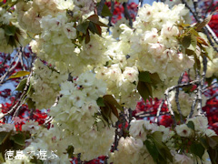 ���縩�������Į ���������� ������� 2014