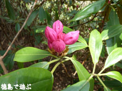 岳人の森 シャクナゲ