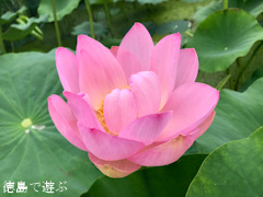 ���縩����� ��󤳤� ��󥳥� ϡ�β� 2017