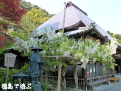 神光寺 白色 藤の花 2010