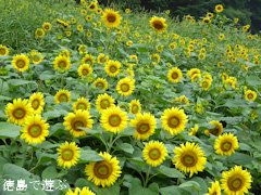 ���縩���ȻԻԾ�Į����ë �Ҥޤ�� ������ 2015
