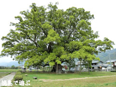 ���Ф��祯��