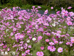 ����ԥɥ��Ĵ� �����⥹ 2012