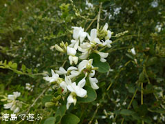 ������ �� 2011