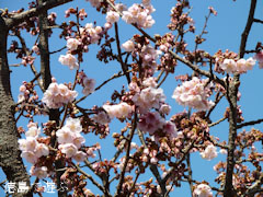 両国橋東公園 寒桜 2011